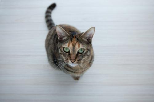 上目遣いをしている猫