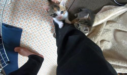 足元にいる2匹の猫