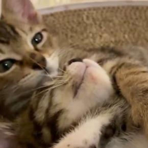 爪とぎの上でくつろぐ『2匹の子猫』を撮っていると…予想外の『とんでもなく可愛い展開』に5万いいね「え~たまらん」「ものすごく癒された」