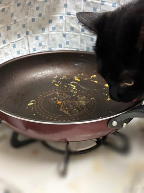 フライパンの匂いを嗅ぐ猫