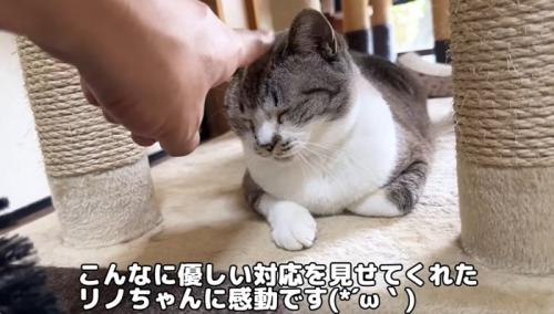 座ってなでられている大人猫