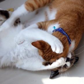 猫同士のケンカを『仲裁する方法』3つ じゃれ合いとの見分け方や争いを防ぐ工夫まで