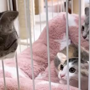 初対面の子猫2匹に