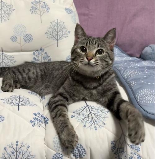 ソファーに乗る猫