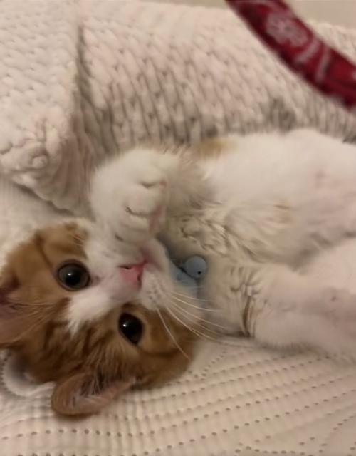 赤い首輪を見ながらへそ天している猫