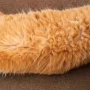 母に『海老天みたい』と言われた猫→AIで加工してみたら…爆笑の『仕上がり』が26万再生「美味しそうｗ」「めっちゃそっくりｗ」