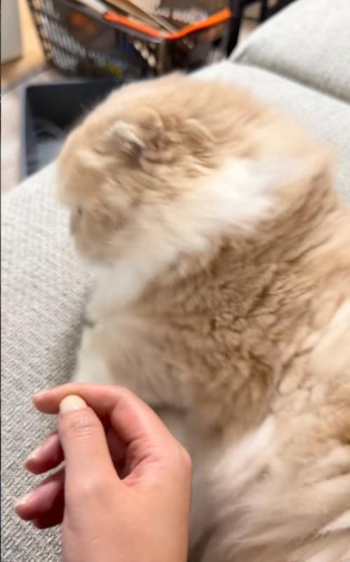 拒否する猫