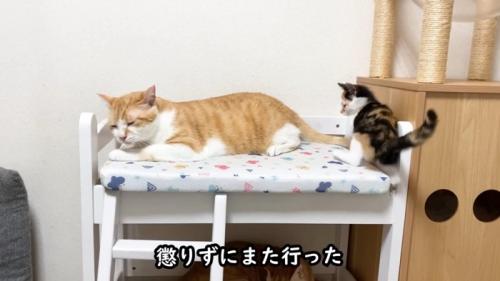 猫ベッドで寝る成猫と後ろにいる子猫