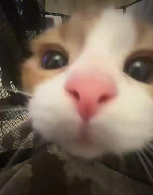 猫の顔アップ