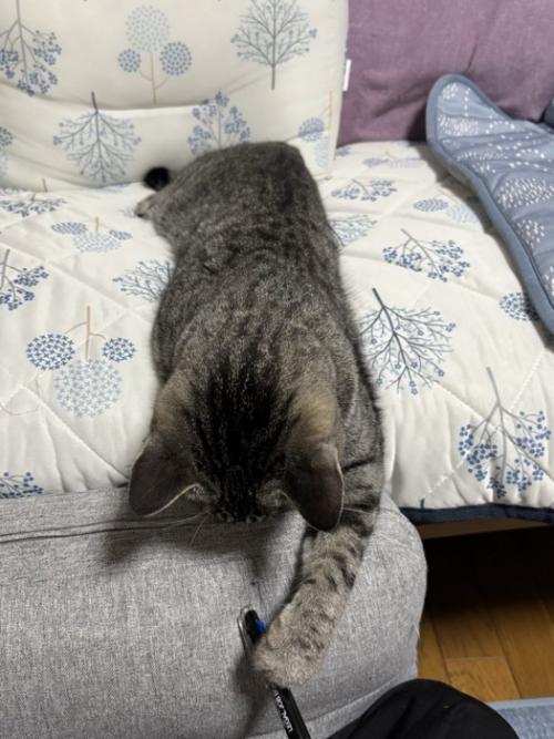 下を見る猫