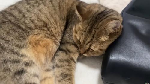 鞄を枕にして寝ている猫のアップ