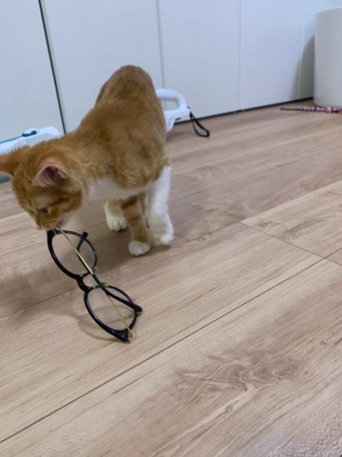 メガネの端を口に咥える子猫