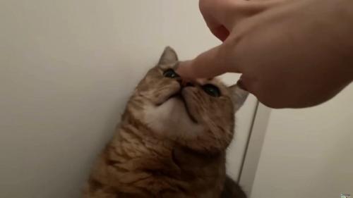 飼い主の指に鼻ちゅーする猫