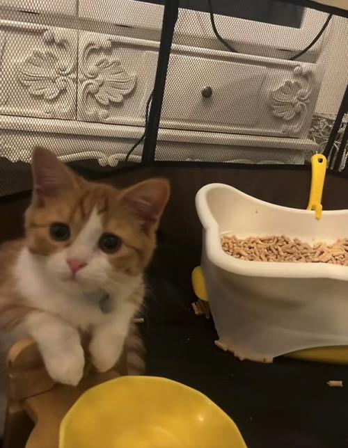 ケージの中でボウルスタンドに両前足をかけている猫