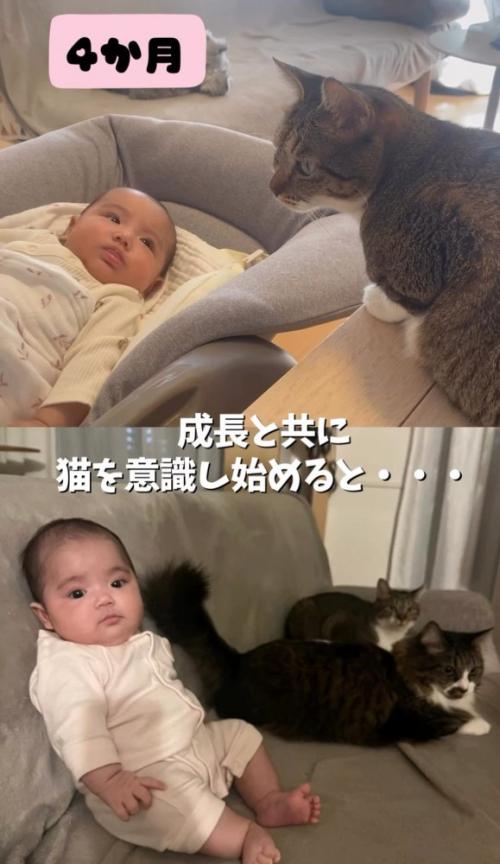 猫を見る赤ちゃんと猫と並んで座る赤ちゃん