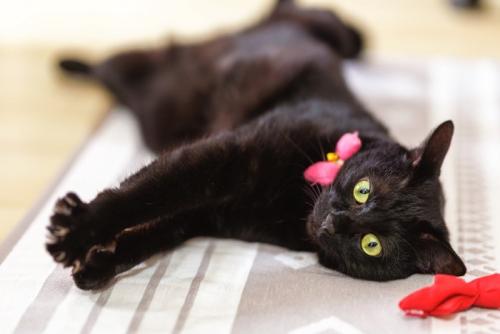 リボンをつけた黒猫