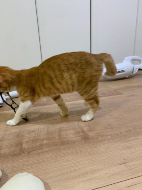 メガネを咥えて移動する子猫