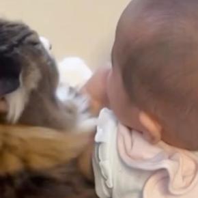 生まれたばかりの赤ちゃんを優しく見守る元野良猫→赤ちゃんが成長していくと…