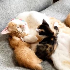 先住猫と一緒に寝ていた保護子猫たち→1匹が『しっぽ』のほうへ移動すると…まさかの光景が13万再生「ほっこりした」「完全に親子ｗ」