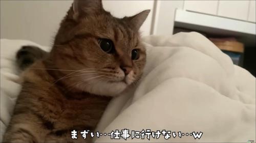 布団にすっかり座り込んで遠くを見ている猫