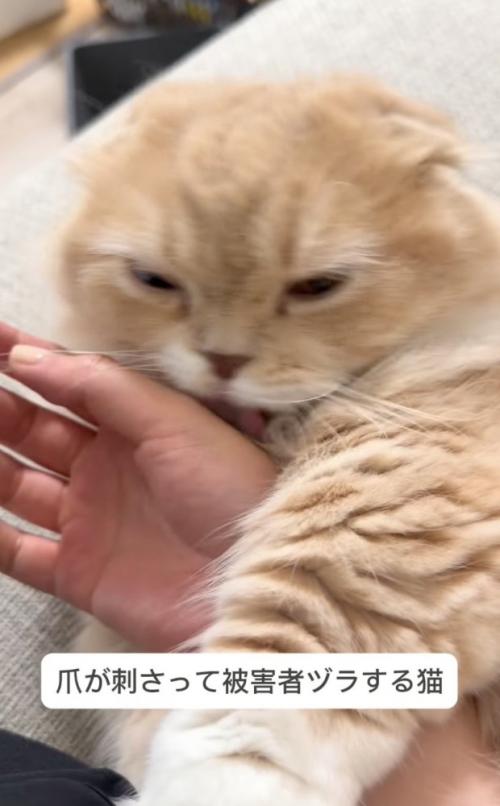 手にじゃれつく猫