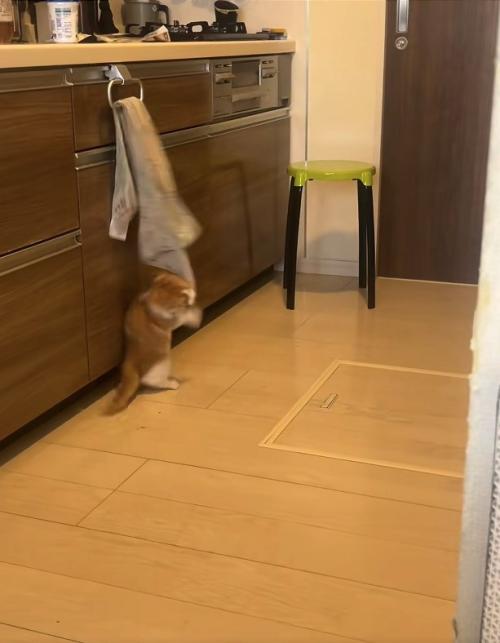 後ろ足で立ったままタオルをくわえて首を捻っている猫