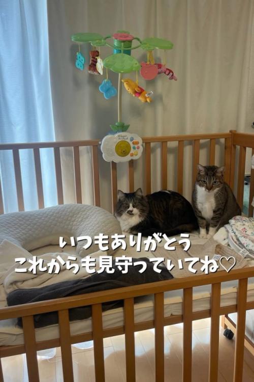 ベビーベッドに座る2匹の猫