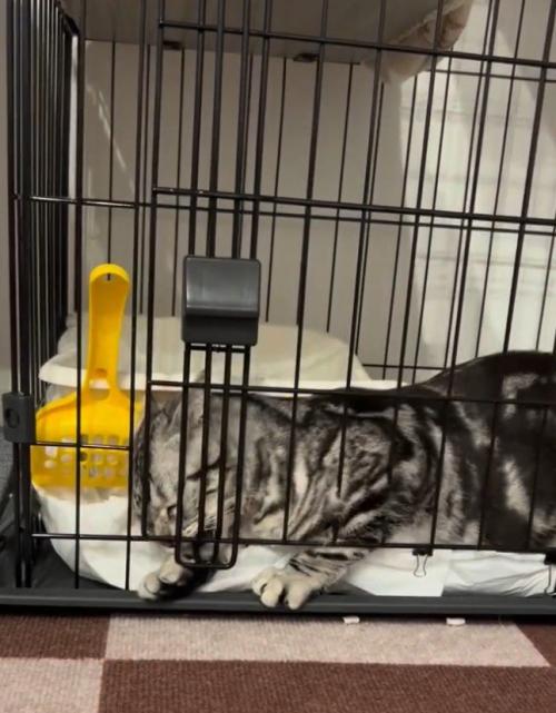 扉を上下に揺らす猫