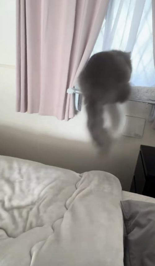 猫がジャンプする写真