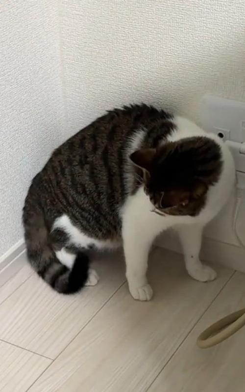 しっぽを見る猫
