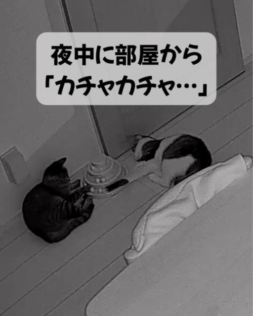 夜中に遊ぶ二匹の猫