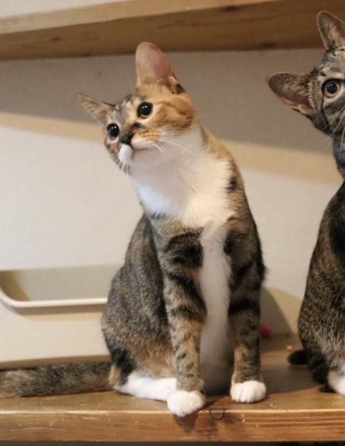 左側を向いている左端の猫