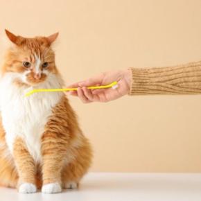 猫の『歯磨き』を怠ったときのリスク5選 病気につながる可能性から習慣化のコツまで