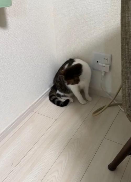 下を見る猫