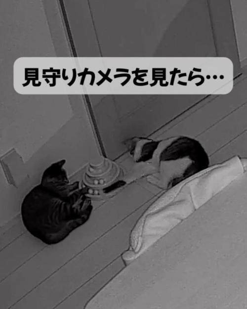 ボールタワーで遊ぶ二匹の猫