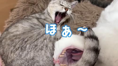 ほあ〜