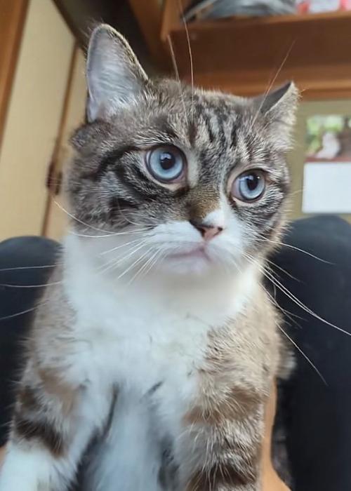 横を向く猫