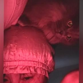 夜、寝ていると起こしにやってくる猫→一生懸命『前足』を使って…笑ってしまう光景が41万再生「おっきい赤ちゃんだｗ」「なかなかいい音ｗ」