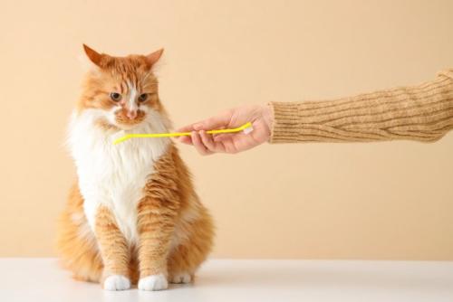 歯ブラシを出されて困惑する猫
