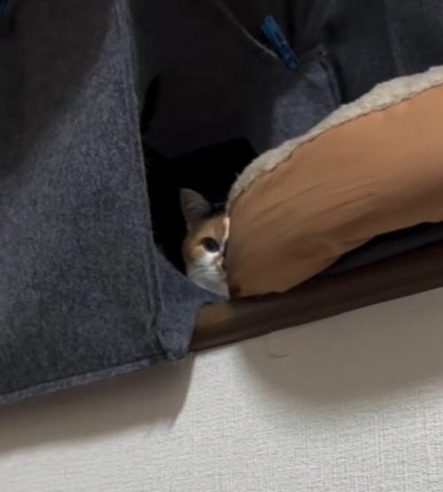窓際から飼い主の方を見つめる猫