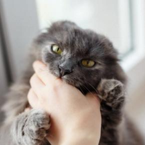 猫が『ゴキゲンななめ』なときの対処法6つ　どう接したらいいの？やってはいけないNG行為も 