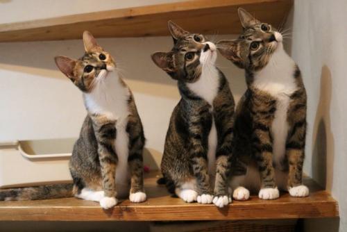 一点を見つめる3匹の猫