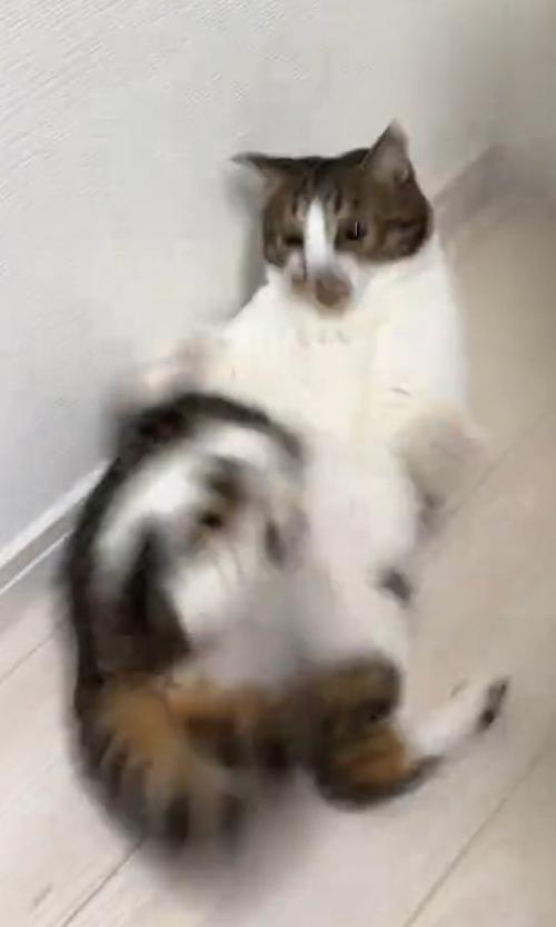 驚いた表情の猫
