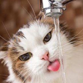 猫の体が『水分不足』を起こしているときのサイン4つ 命に関わる危険性から正しい対処法まで