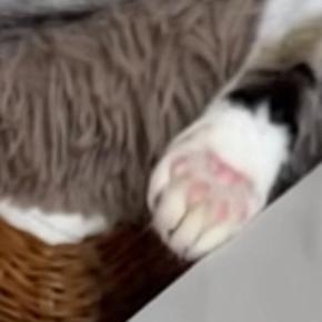 一緒に寝ている2匹の猫を見たら、しっぽが…『とんでもない寝姿』に爆笑する人が続出「うらやましいマフラーw」「めちゃくちゃ笑った」