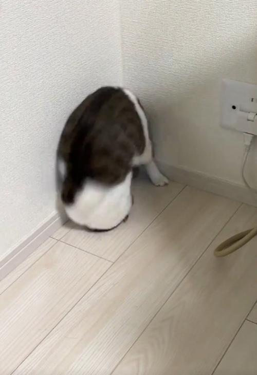 再度前転する猫