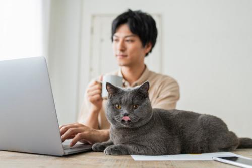 モニターを見つめる飼い主の側でくつろぐ猫