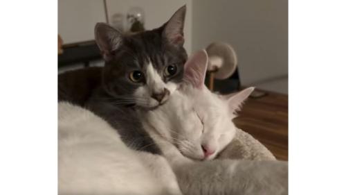 室内にいる猫