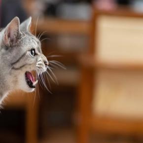 猫が『鳴いている理由』を見極めるポイント5つ 気持ちを読み取るコツや接し方まで