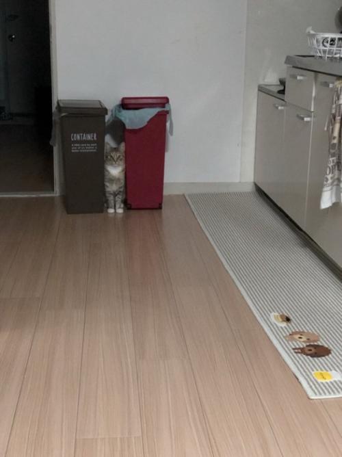 引きのアングルで撮影したキッチン